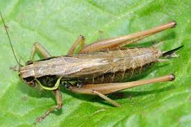 Attēlu rezultāti vaicājumam “Metrioptera roeselii”