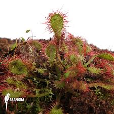 Attēlu rezultāti vaicājumam “Drosera x obovata leaf”