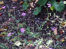 Attēlu rezultāti vaicājumam “Geranium pyrenaicum leaf”