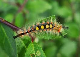 Attēlu rezultāti vaicājumam “Orgyia antiqua imago”