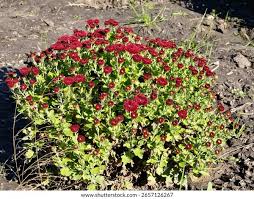 Image result for Chrysanthemum spectabile