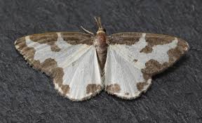 Attēlu rezultāti vaicājumam “Lomaspilis marginata”