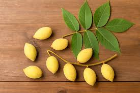 Attēlu rezultāti vaicājumam “Juglans cinerea”