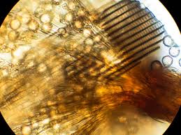 Attēlu rezultāti vaicājumam “Cribraria aurantiaca var. persoonii”