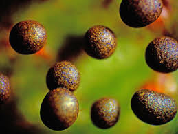 Attēlu rezultāti vaicājumam “Physarum pseudoalexandrowiczii”