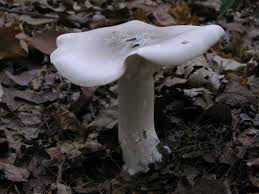 Attēlu rezultāti vaicājumam “Clitocybe nebularis”