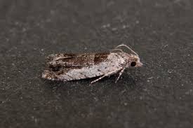 Attēlu rezultāti vaicājumam “Epinotia ramella”