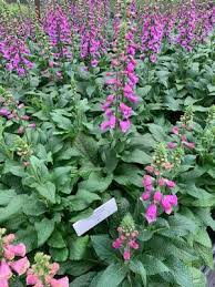 Image result for Digitalis purpurea