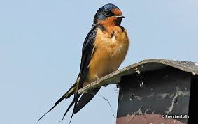 Attēlu rezultāti vaicājumam “Hirundo rustica adult”