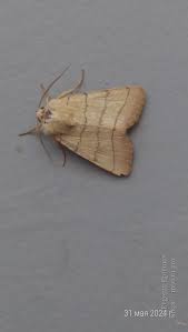 Attēlu rezultāti vaicājumam “Charanyca trigrammica”