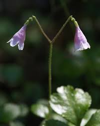 Attēlu rezultāti vaicājumam “Linnaea borealis flower”