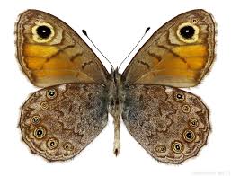 Attēlu rezultāti vaicājumam “Lasiommata petropolitana”