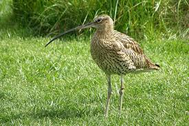 Attēlu rezultāti vaicājumam “Numenius arquata adult”