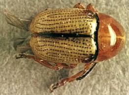 Attēlu rezultāti vaicājumam “Cryptocephalus pusillus”