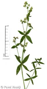 Attēlu rezultāti vaicājumam “Galium boreale fruit”