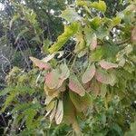 Attēlu rezultāti vaicājumam “Acer tataricum subsp. ginnala fruit”