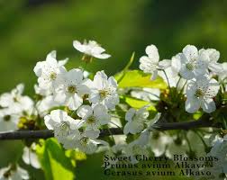 Attēlu rezultāti vaicājumam “Prunus avium flower”