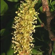 Attēlu rezultāti vaicājumam “Gleditsia triacanthos flower”
