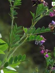 Attēlu rezultāti vaicājumam “Lathyrus niger”
