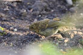 Attēlu rezultāti vaicājumam “Erithacus rubecula juvenile”