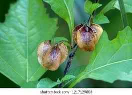 Attēlu rezultāti vaicājumam “Nicandra physalodes fruit”