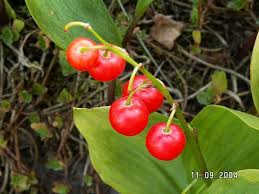 Attēlu rezultāti vaicājumam “Convallaria majalis fruit”