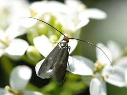 Attēlu rezultāti vaicājumam “Cauchas rufimitrella”