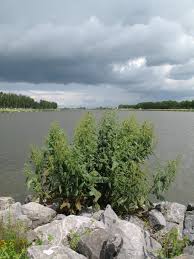 Attēlu rezultāti vaicājumam “Rumex hydrolapathum”