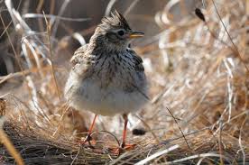 Image result for Alauda arvensis