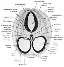 Attēlu rezultāti vaicājumam “Perichaena corticalis sessile”