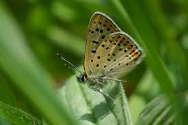 Attēlu rezultāti vaicājumam “Lycaena tityrus female”