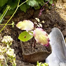 Image result for Glockenrebe