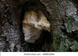 Attēlu rezultāti vaicājumam “Antrodia albida”