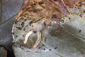Attēlu rezultāti vaicājumam “Gracillaria syringella larva”