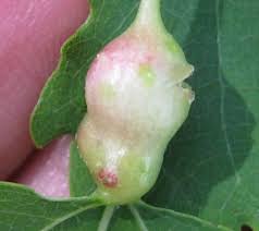 Attēlu rezultāti vaicājumam “Contarinia petioli”