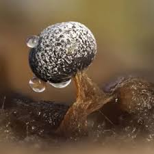 Attēlu rezultāti vaicājumam “Physarum leucophaeum spores”