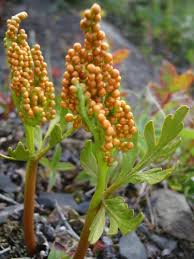 Attēlu rezultāti vaicājumam “Botrychium matricariifolium”