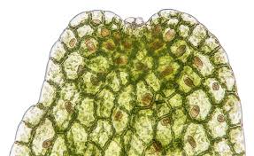 Attēlu rezultāti vaicājumam “Riccardia multifida”