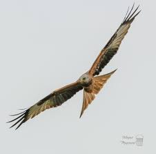 Image result for Milvus milvus