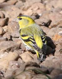Attēlu rezultāti vaicājumam “Carduelis spinus”