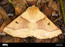 Attēlu rezultāti vaicājumam “Crocallis elinguaria imago”