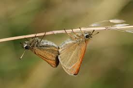Attēlu rezultāti vaicājumam “Thymelicus lineola underside”