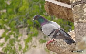 Attēlu rezultāti vaicājumam “Columba livia f. domestica adult”