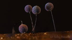 Attēlu rezultāti vaicājumam “Lamproderma ovoideum”