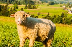 Attēlu rezultāti vaicājumam “Ovis aries”