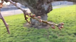 Attēlu rezultāti vaicājumam “Quercus robur bud”