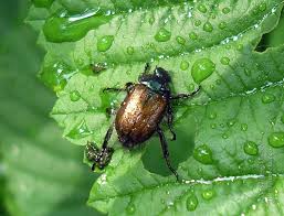 Attēlu rezultāti vaicājumam “Phyllopertha horticola imago”