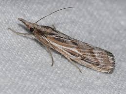 Attēlu rezultāti vaicājumam “Pediasia fascelinella”