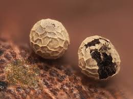 Attēlu rezultāti vaicājumam “Physarum bryomacrocarpum spores”