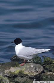 Attēlu rezultāti vaicājumam “Larus minutus adult”